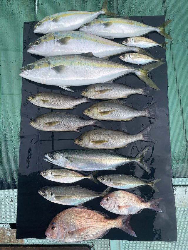 マダイ・マアジ・ツバス(ブリ)・メジロ(ブリ)・イサキ・マサバ