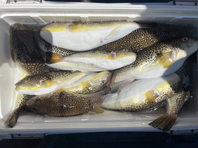 ショウサイフグ