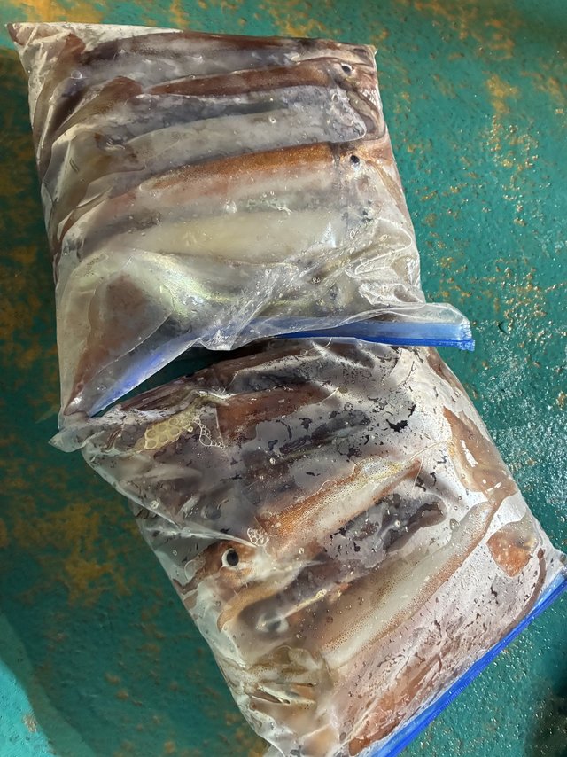 アカイカ(ケンサキイカ)・スルメイカ