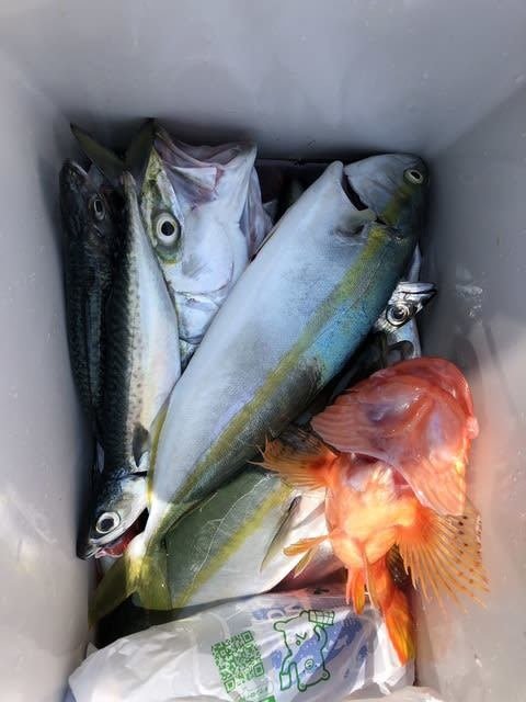 ツバス(ブリ)・カサゴ・サバ(ゴマサバ)