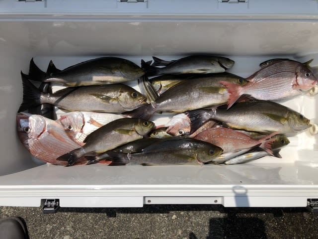 コダイ(マダイ)・イサキ