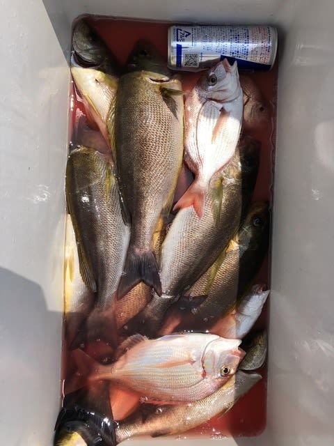 コダイ(マダイ)・イサキ