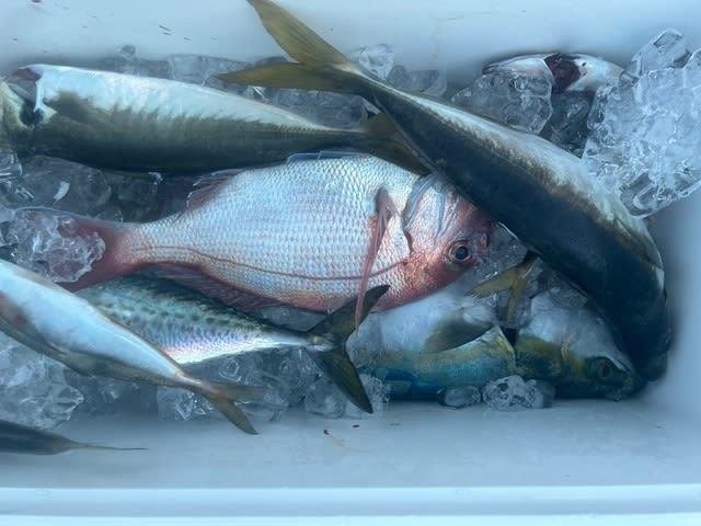 マダイ・アジ(マアジ)・ツバス(ブリ)・サバ(ゴマサバ)