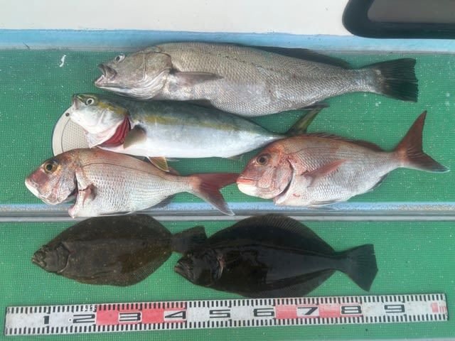 マダイ・ハマチ(ブリ)・ニベ・ヒラメ