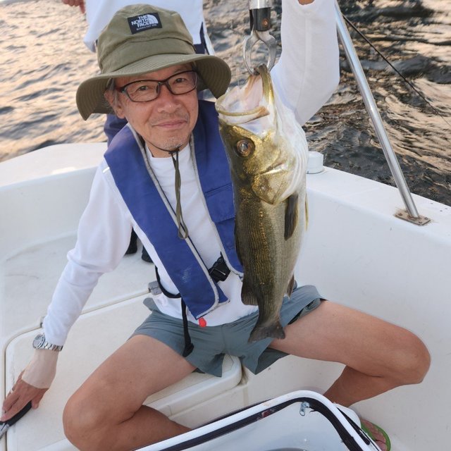 シーバス(スズキ)