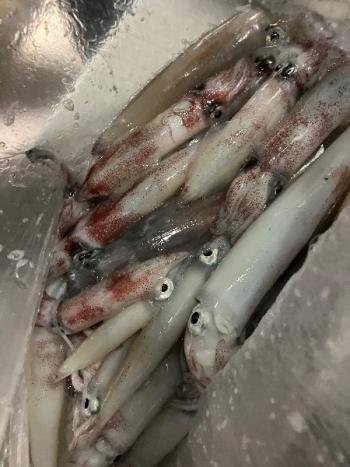 マイカ(ケンサキイカ)