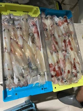 マイカ(ケンサキイカ)