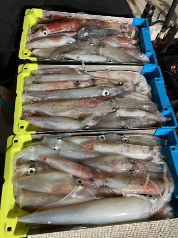 マイカ(ケンサキイカ)