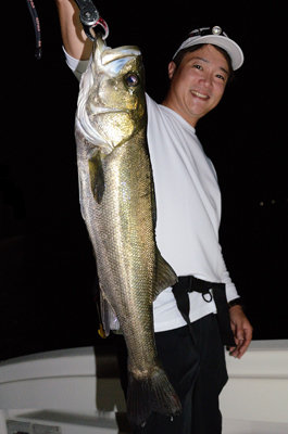 シーバス(スズキ)