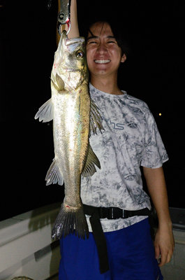 シーバス(スズキ)