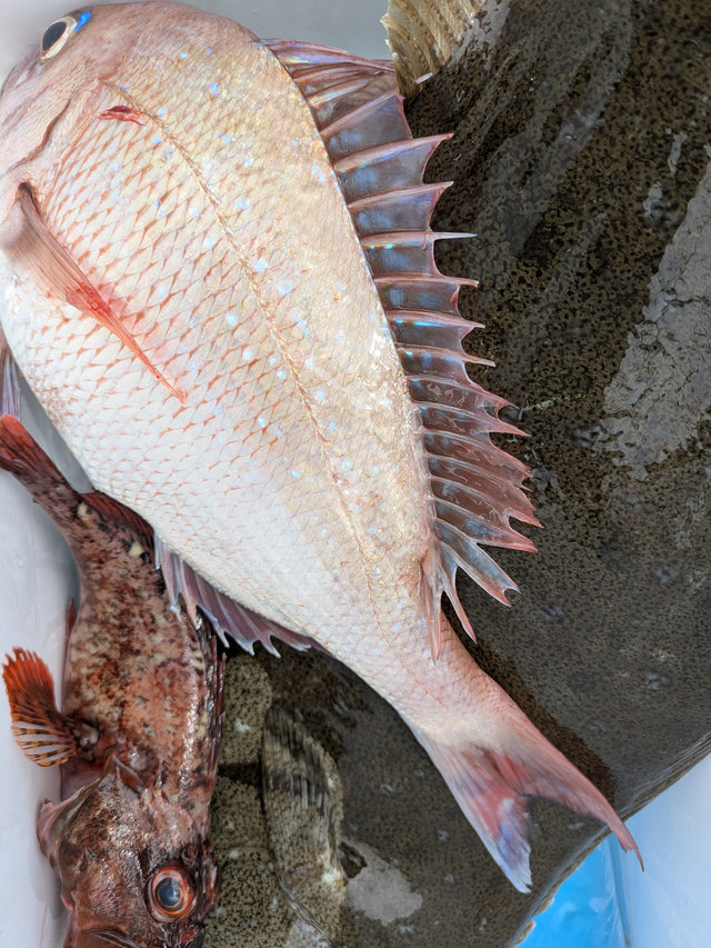 マダイ・カサゴ・ヒラメ