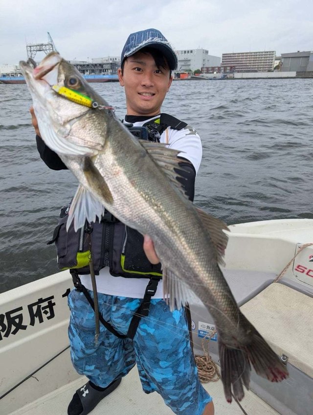 シーバス(スズキ)