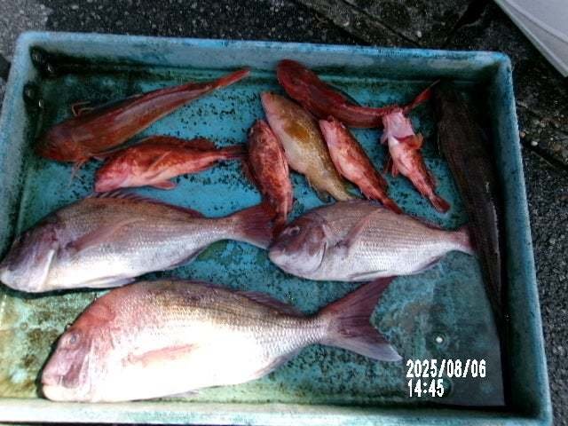 マダイ・カサゴ・ホウボウ