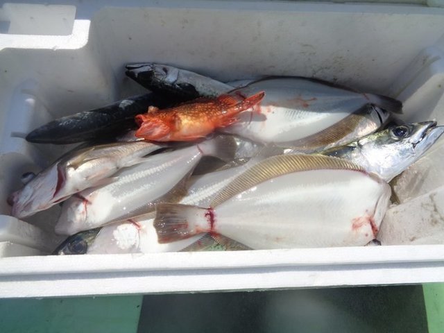 アラ・オキカサゴ(ウッカリカサゴ)・ムシガレイ