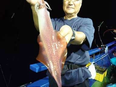 マイカ(ケンサキイカ)