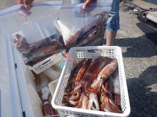 スルメ(スルメイカ)