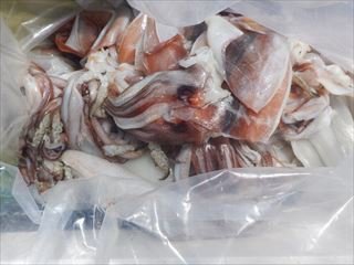 スルメ(スルメイカ)