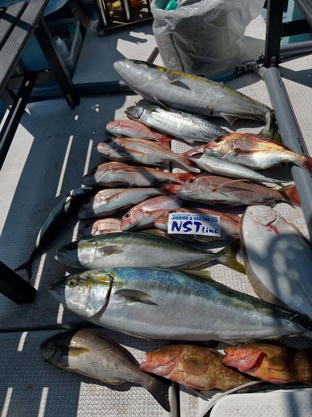 マダイ・キジハタ・ブリ・ハマチ(ブリ)・イサキ・サゴシ(サワラ)・ヒラメ