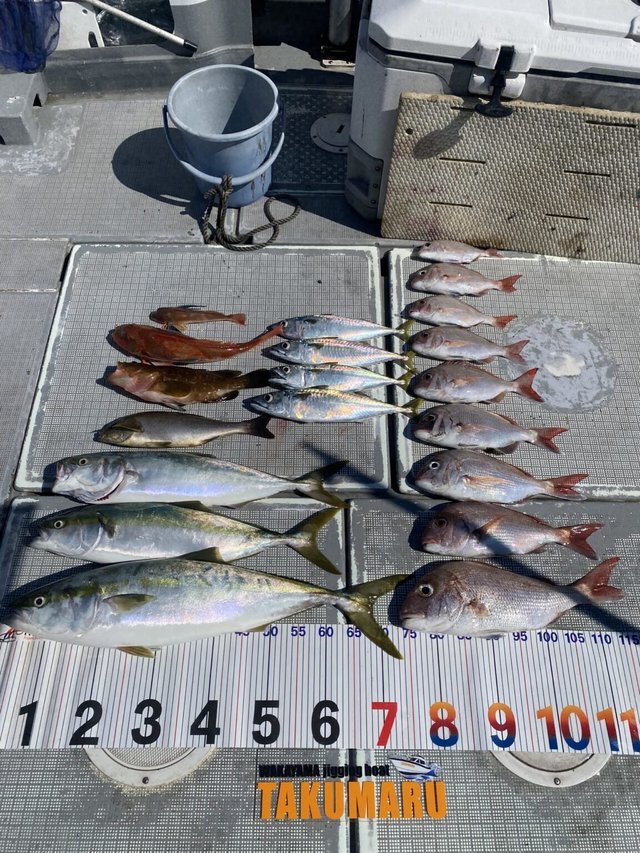 マダイ・キジハタ・ブリ・ハマチ(ブリ)・サバ(マサバ)・ホウボウ