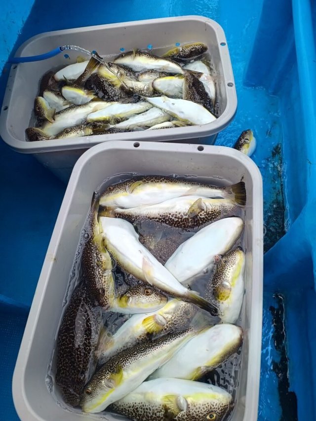 ショウサイフク(ショウサイフグ)