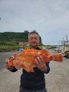 カンコ(ウッカリカサゴ)