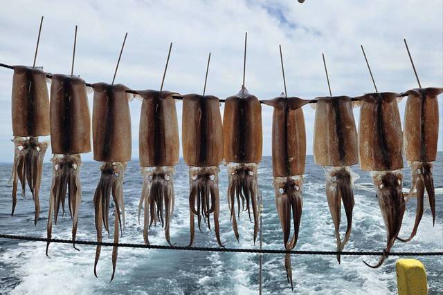 スルメ(スルメイカ)