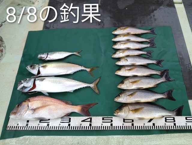 マダイ・マアジ・イサキ・マサバ