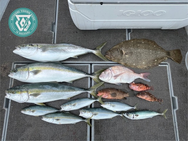 タイ(マダイ)・アコウ(キジハタ)・ブリ・ヒラメ