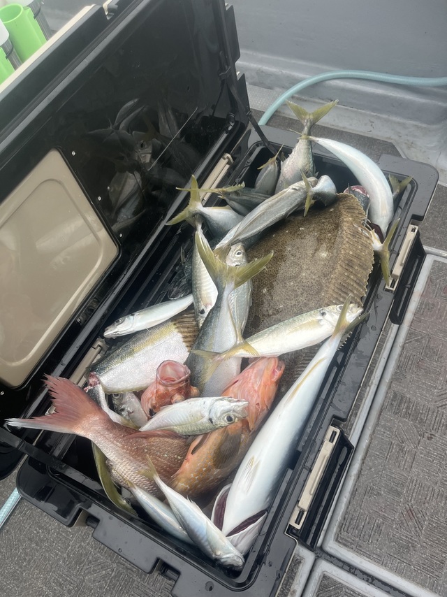 タイ(マダイ)・アコウ(キジハタ)・ブリ・ヒラメ