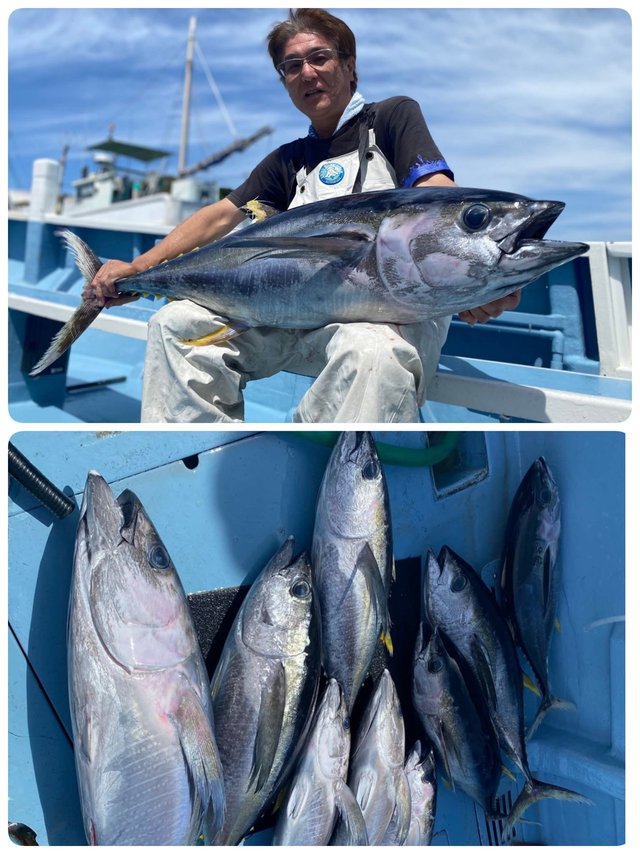 キハダマグロ(キハダ)