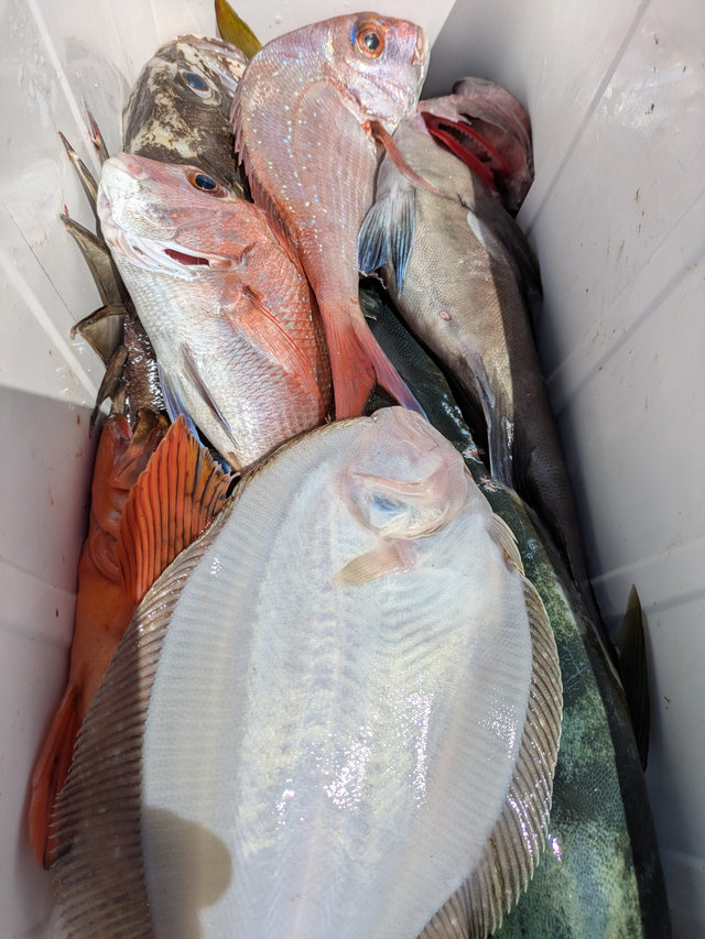 マダイ・ヒラメ