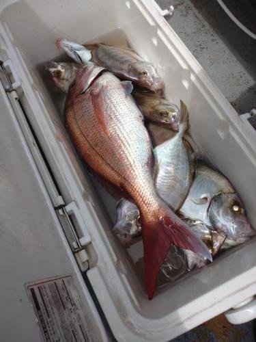 マダイ・カイワリ