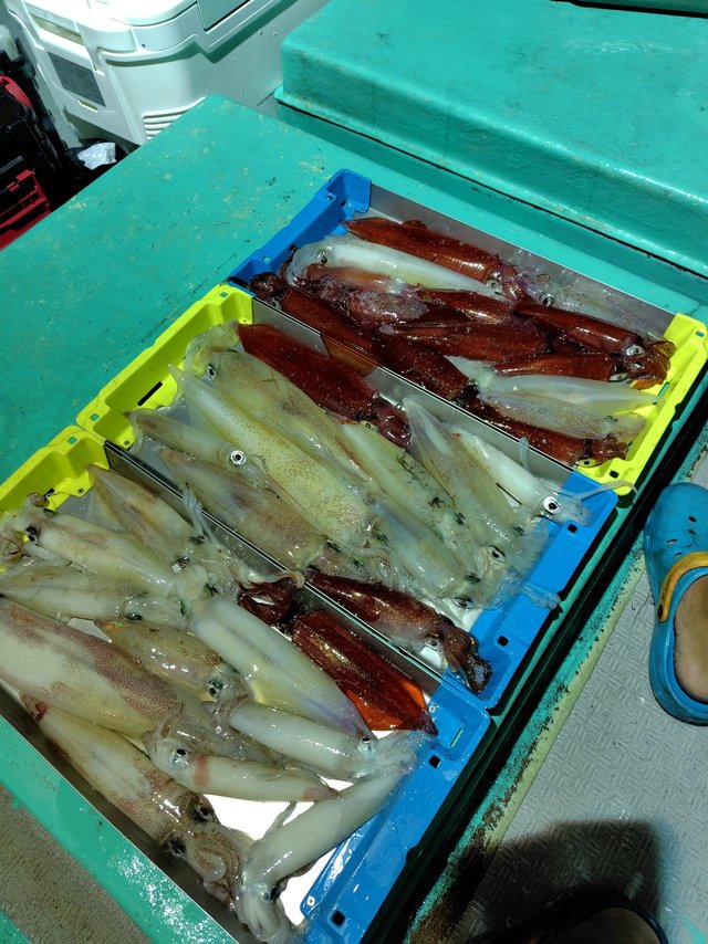 シロイカ(ケンサキイカ)