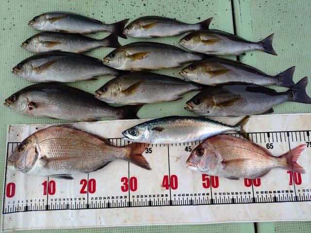 タイ(マダイ)・イサギ(イサキ)・マサバ