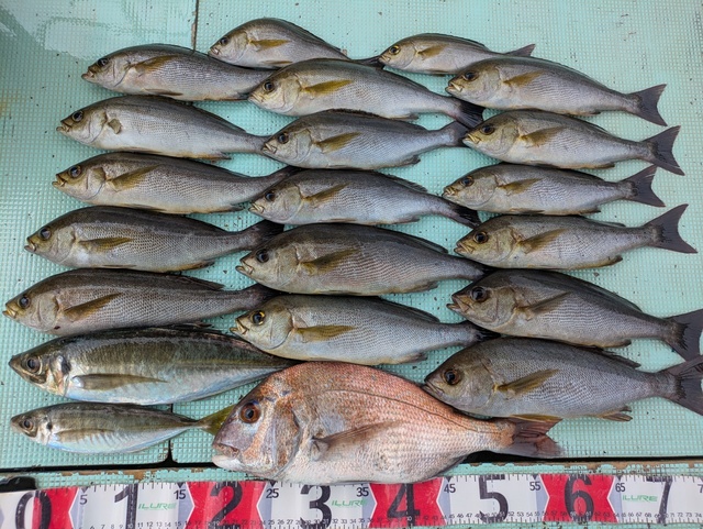 タイ(マダイ)・アジ(マアジ)・イサギ(イサキ)