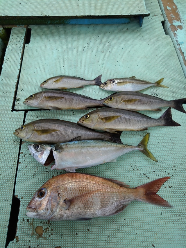 タイ(マダイ)・アジ(マアジ)・イサギ(イサキ)・サバ(マサバ)