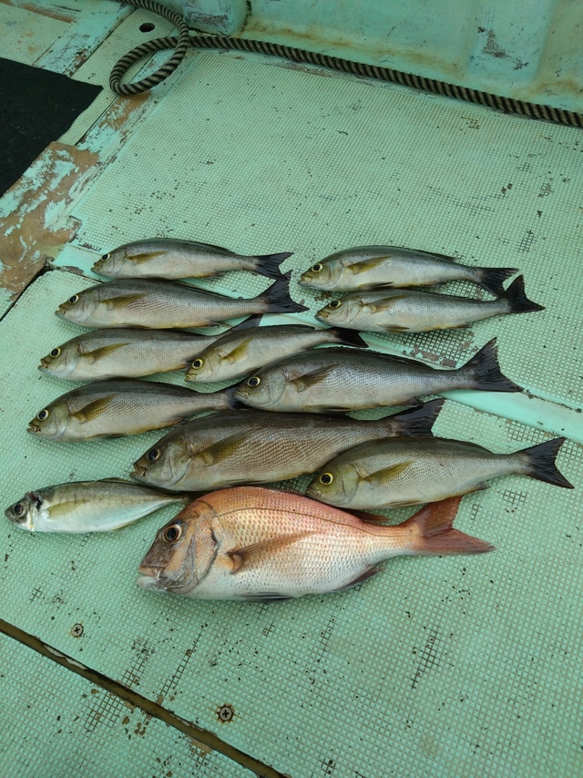 タイ(マダイ)・アジ(マアジ)・イサギ(イサキ)