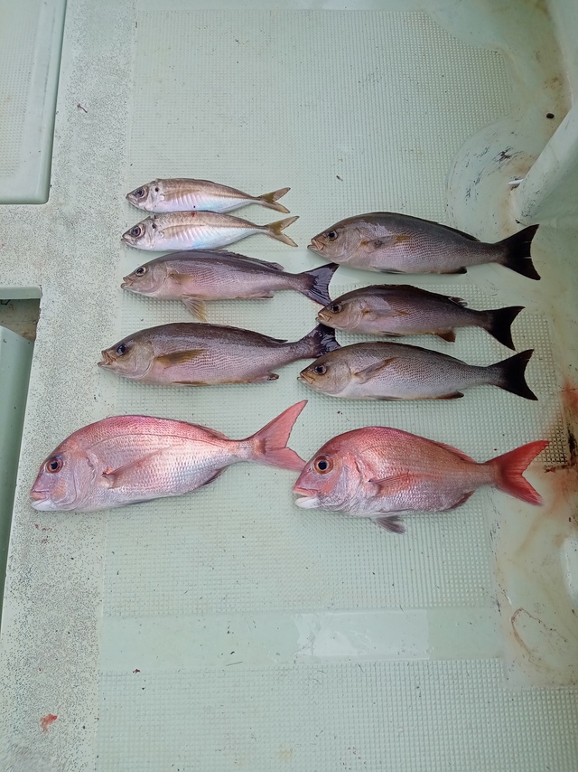 マダイ・マアジ・イサキ