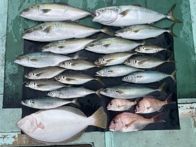 マダイ・マアジ・ハマチ(ブリ)・メジロ(ブリ)・マサバ・ヒラメ