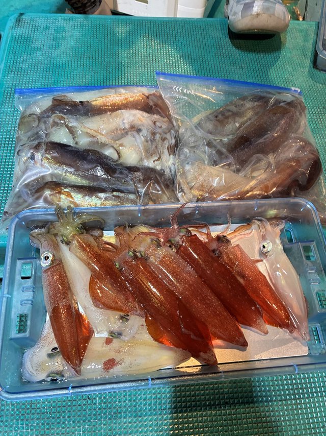 アカイカ(ケンサキイカ)・スルメイカ