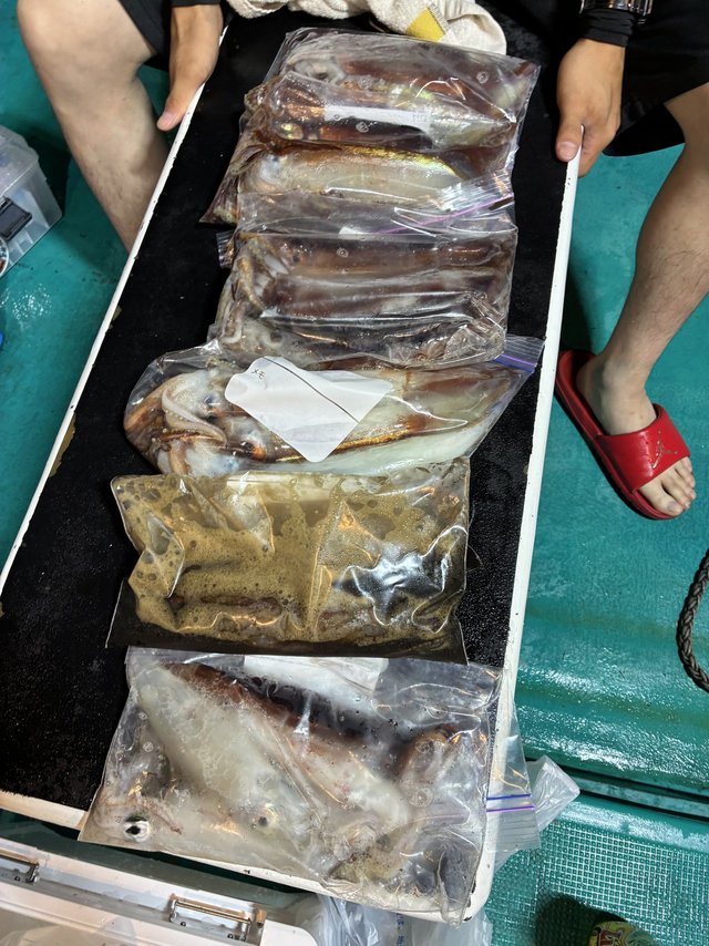 アカイカ(ケンサキイカ)・スルメイカ