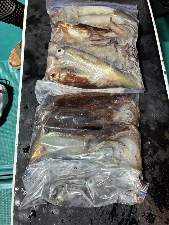 アカイカ(ケンサキイカ)・スルメイカ