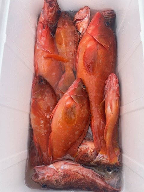 アカハタ・カサゴ