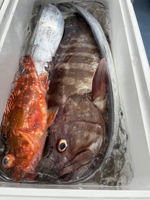 マハタ・タチウオ・カンコ(ウッカリカサゴ)