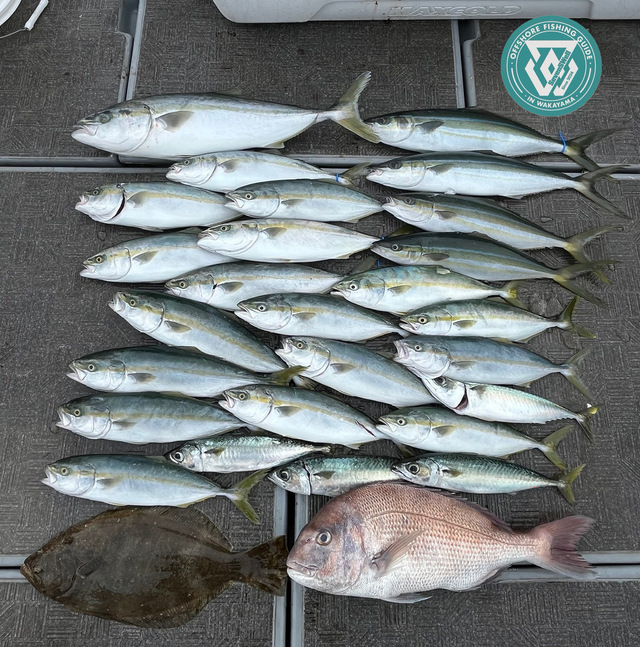 タイ(マダイ)・ブリ・ツバス(ブリ)・ツムブリ・ヒラメ