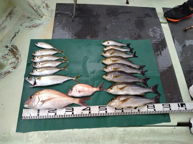 マダイ・マアジ・イサキ・マサバ