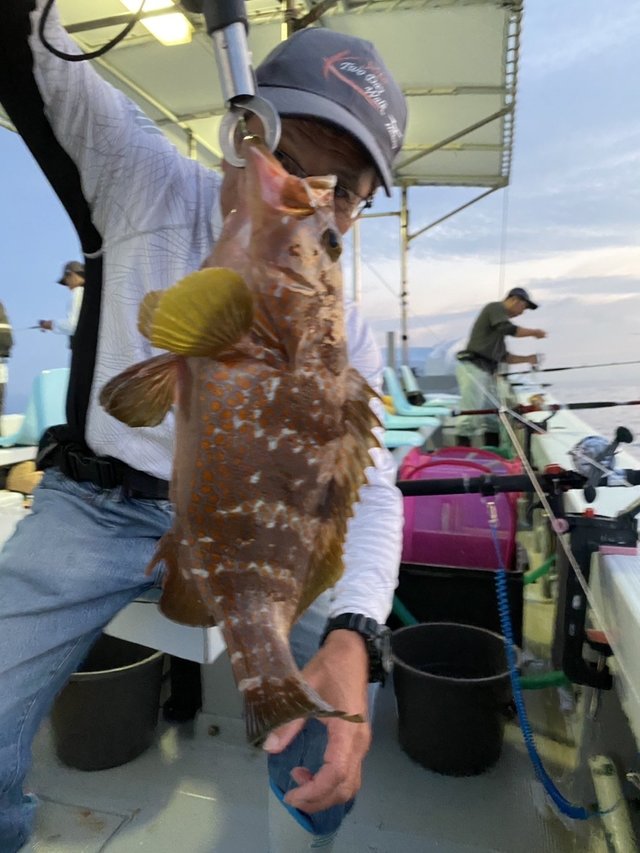 アコウ(キジハタ)