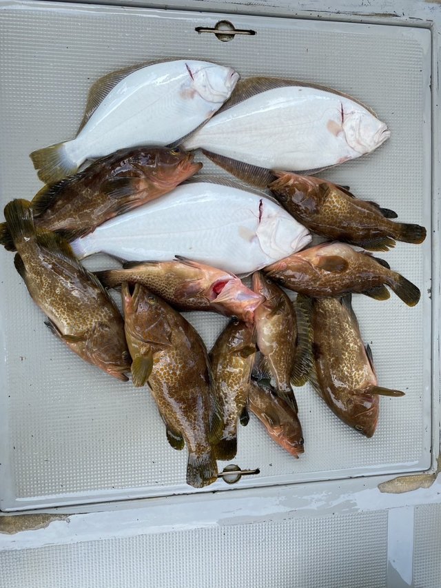 アコウ(キジハタ)・ヒラメ