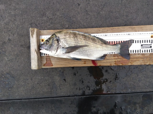 チヌ(クロダイ)