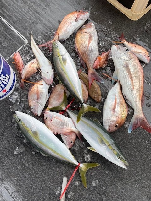 マダイ・ハマチ(ブリ)